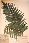 Cyathea dregei