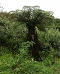 Cyathea dregei