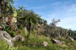Cyathea dregei