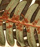 Cyathea dregei