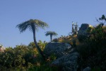 Cyathea dregei