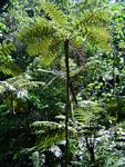 Cyathea manniana