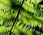 Cyathea manniana