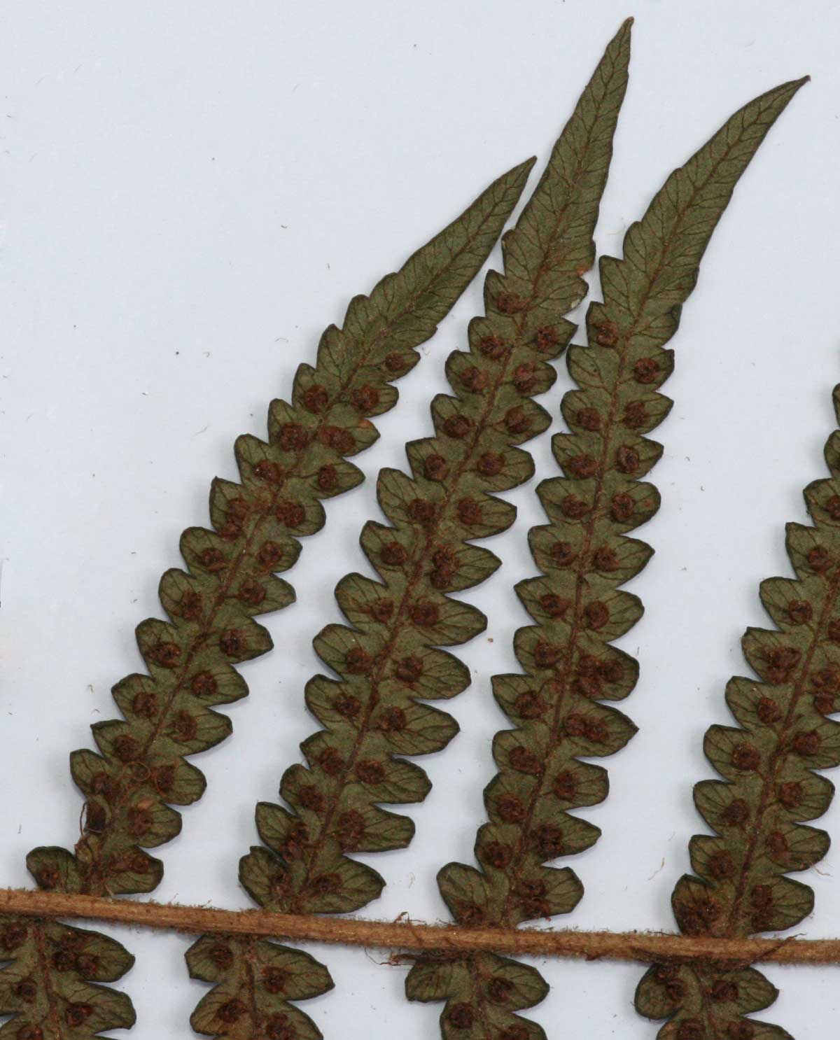 Cyathea thomsonii Cyathea thomsonii