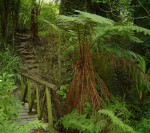Cyathea thomsonii