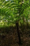 Cyathea thomsonii