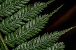 Cyathea thomsonii