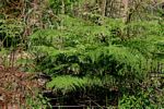 Pteridium aquilinum subsp. capense