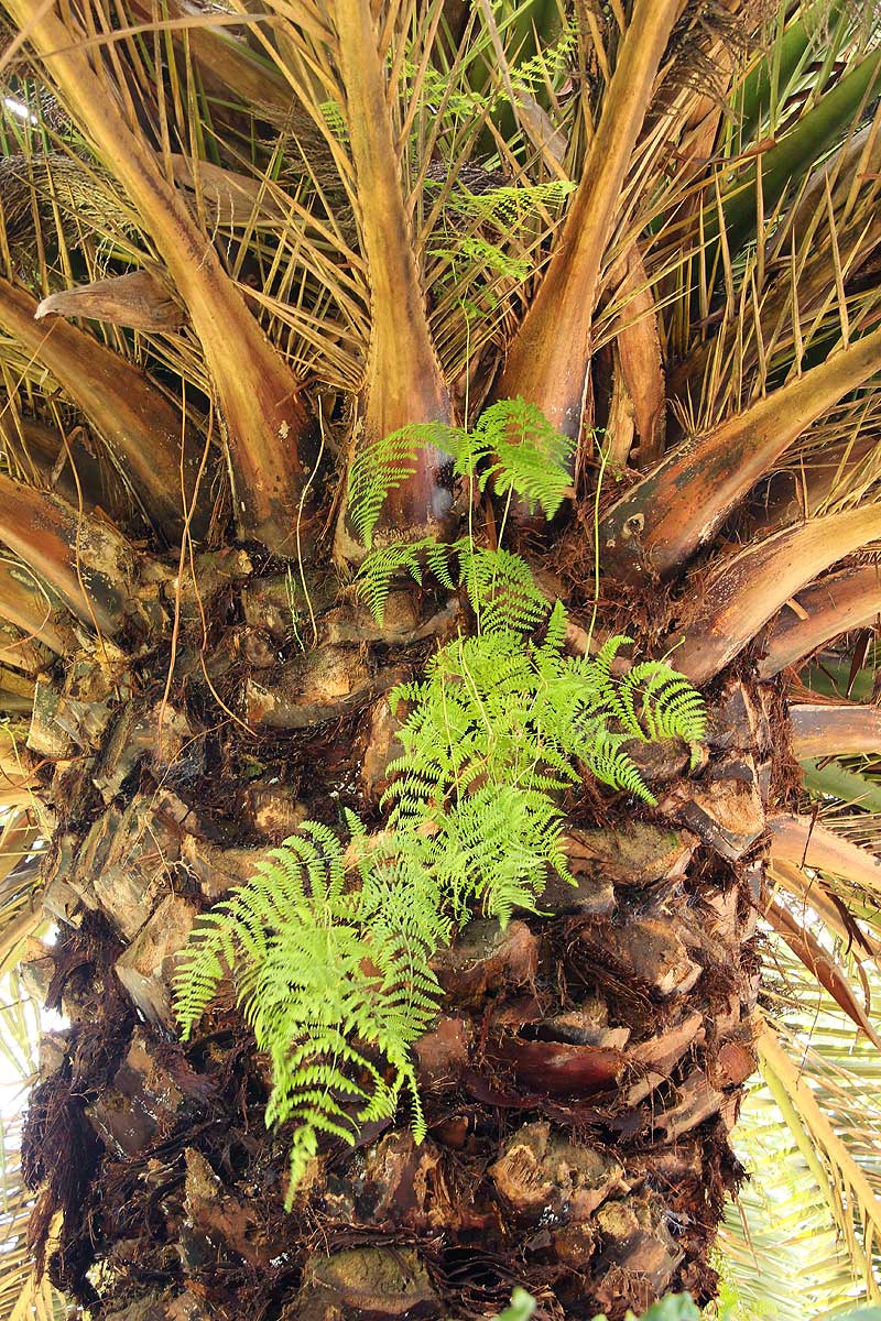 Pteridium aquilinum subsp. capense