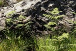 Pteridium aquilinum subsp. capense