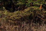 Pteridium aquilinum subsp. capense