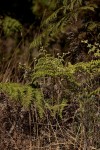 Pteridium aquilinum subsp. capense