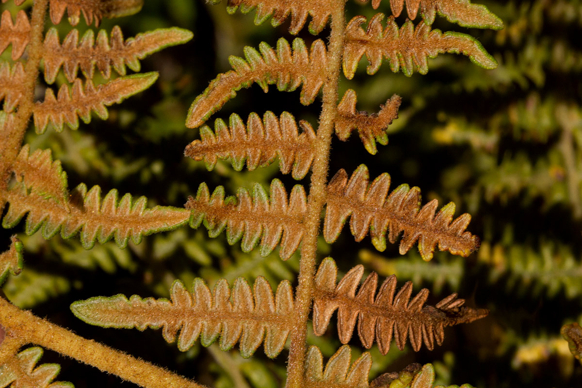 Pteridium aquilinum subsp. capense Pteridium aquilinum subsp. capense