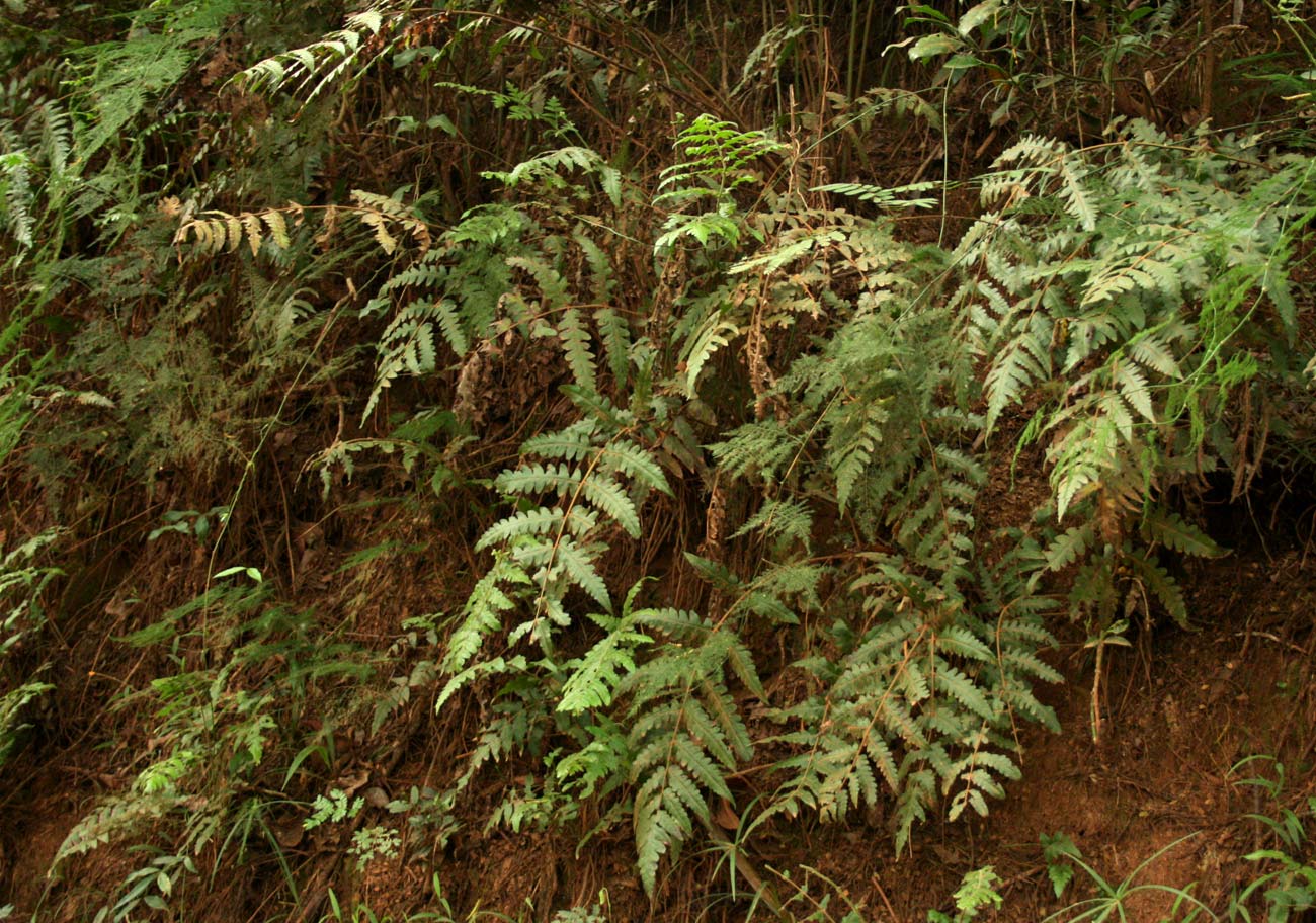 Blotiella glabra Blotiella glabra