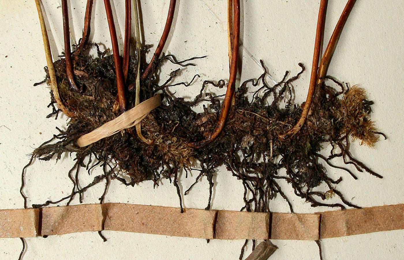 Lindsaea odorata Lindsaea odorata