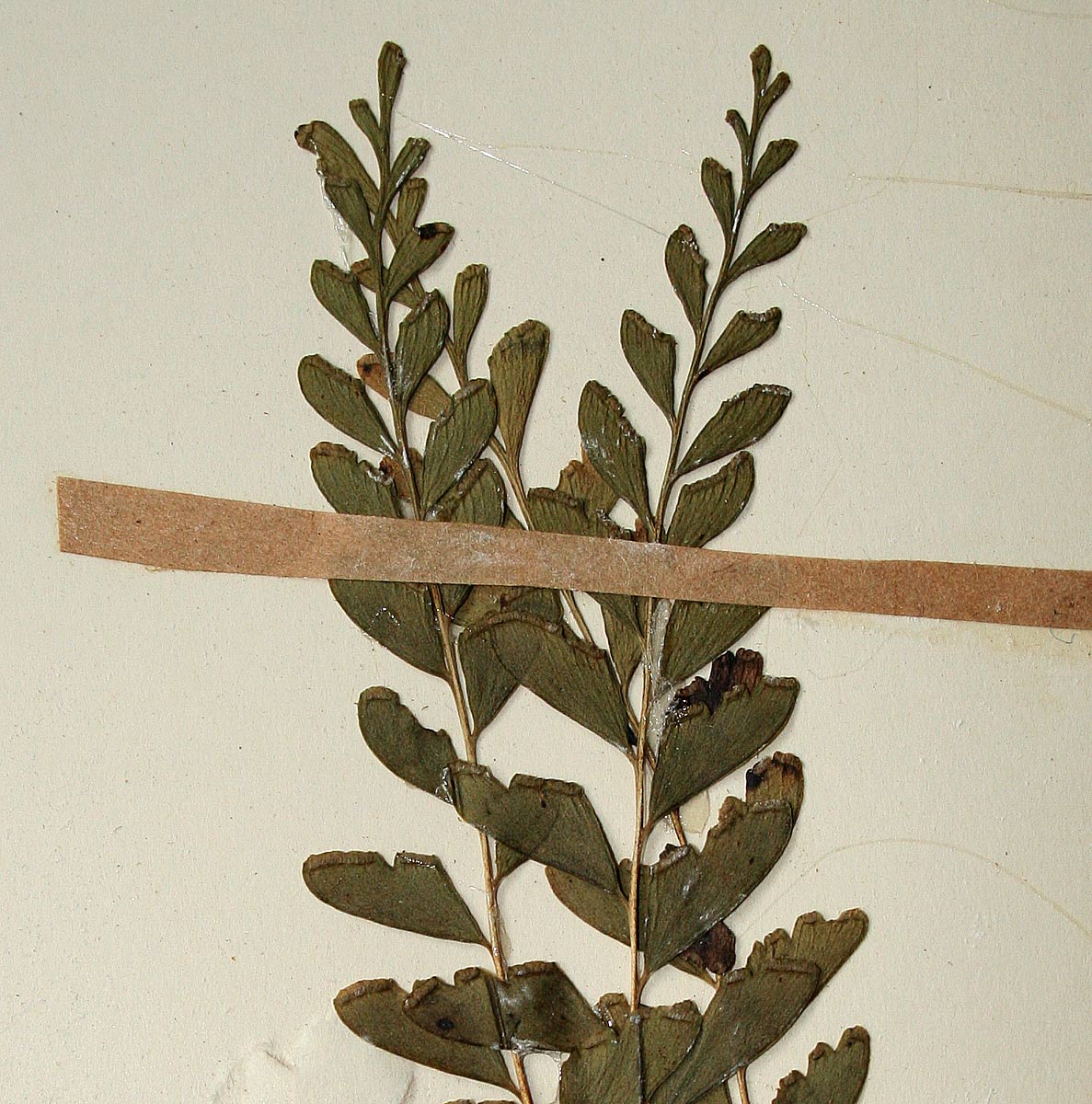 Lindsaea odorata Lindsaea odorata