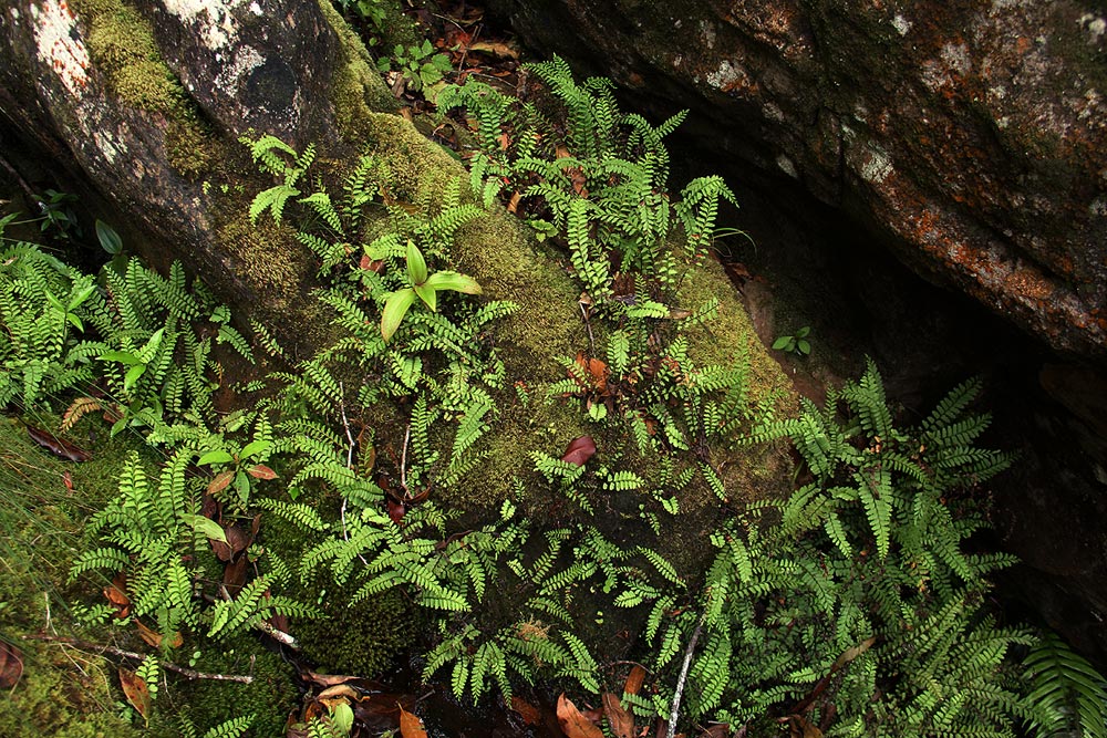 Lindsaea odorata Lindsaea odorata