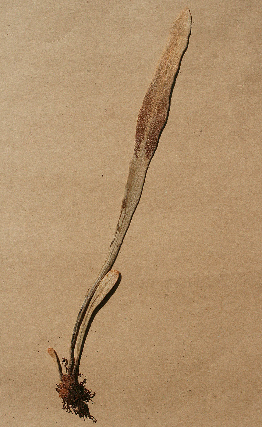 Pyrrosia schimperiana Pyrrosia schimperiana