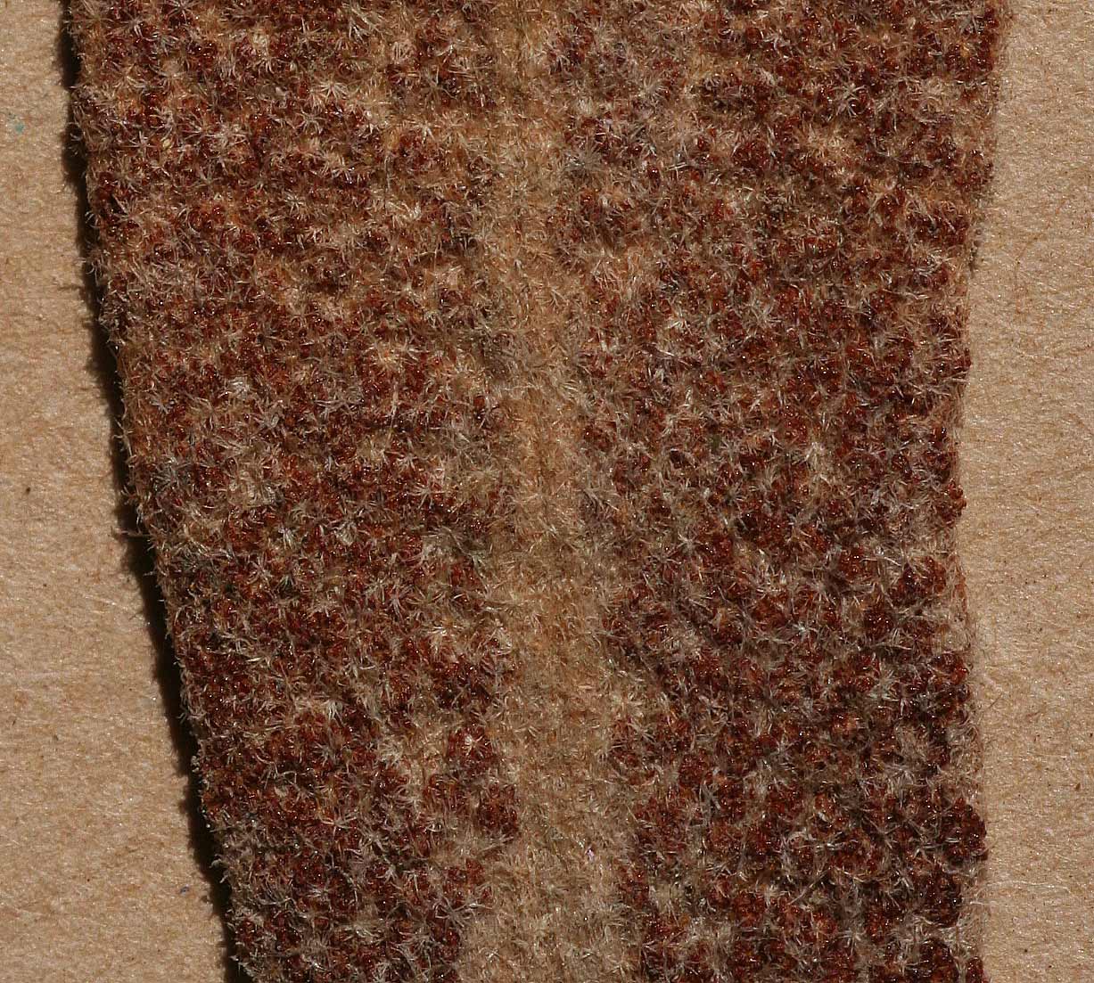 Pyrrosia schimperiana Pyrrosia schimperiana