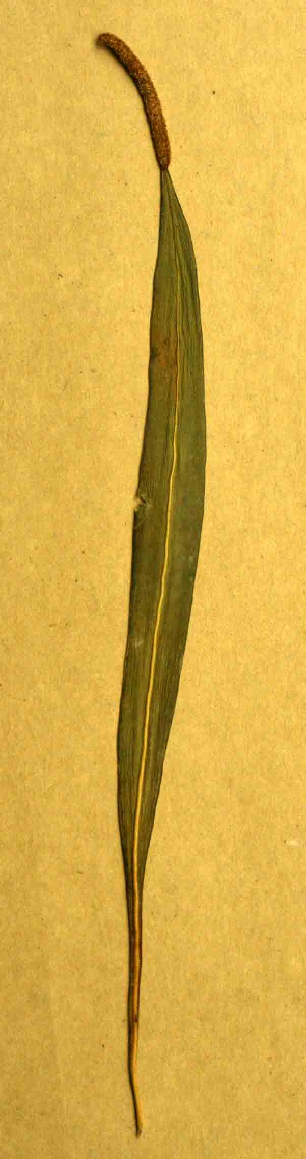 Belvisia spicata Belvisia spicata
