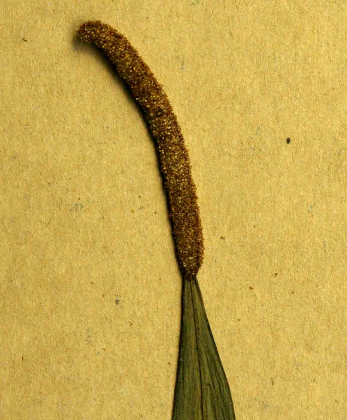 Belvisia spicata Belvisia spicata