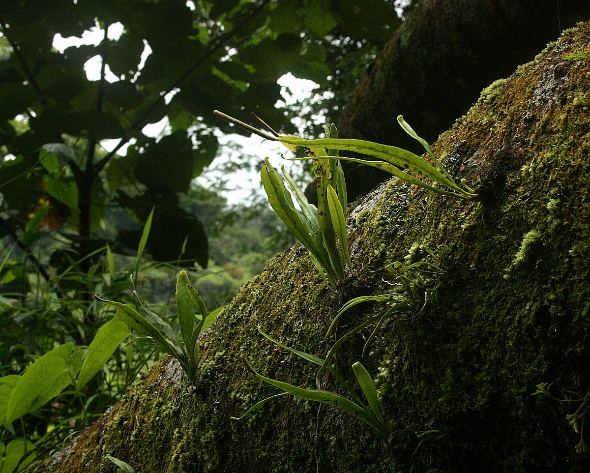 Belvisia spicata Belvisia spicata