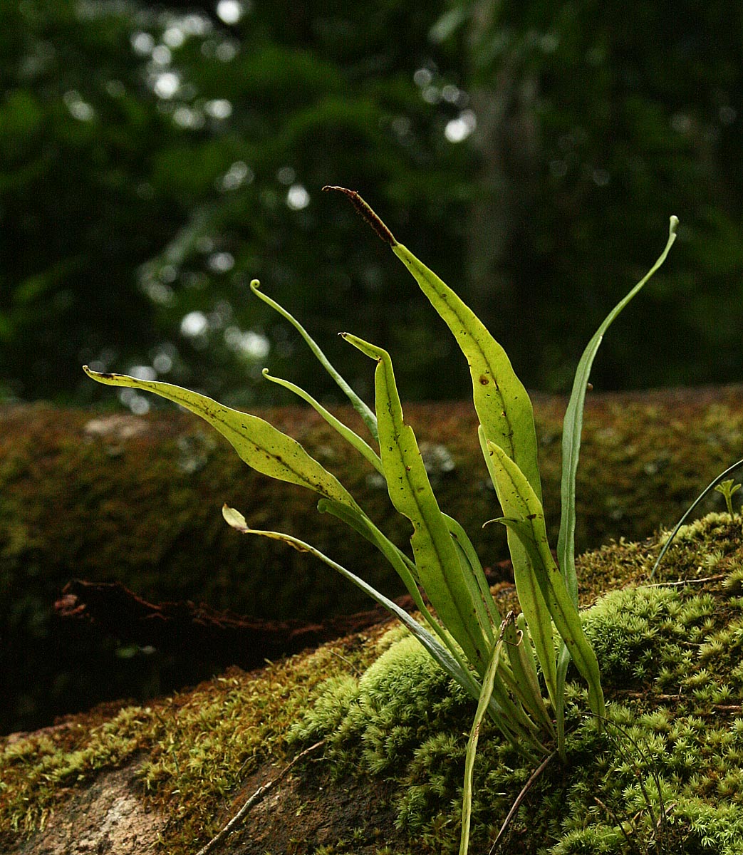 Belvisia spicata Belvisia spicata