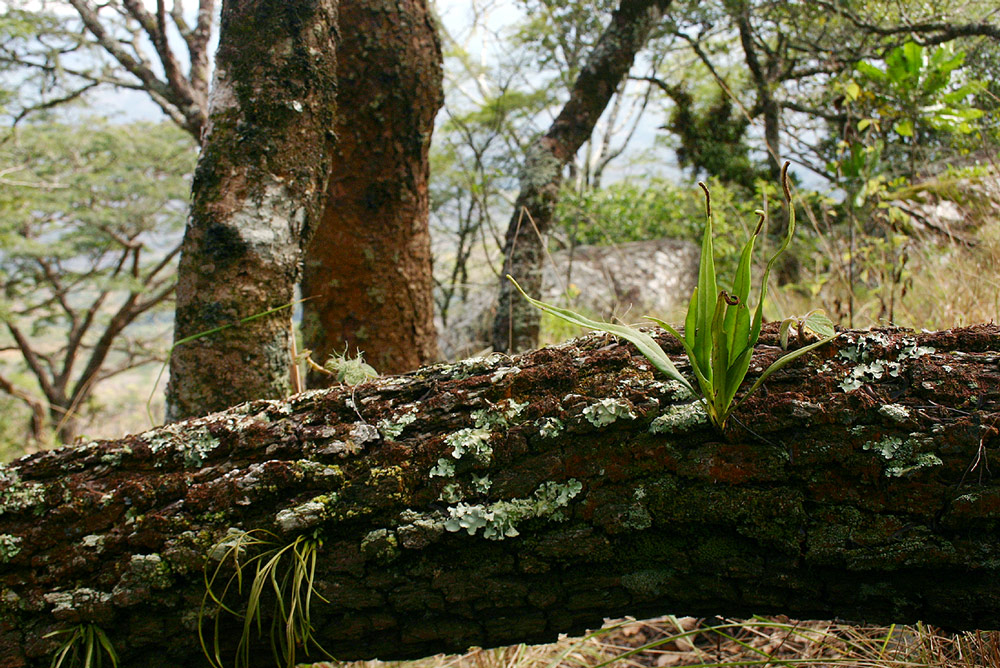 Belvisia spicata Belvisia spicata