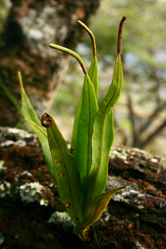 Belvisia spicata Belvisia spicata