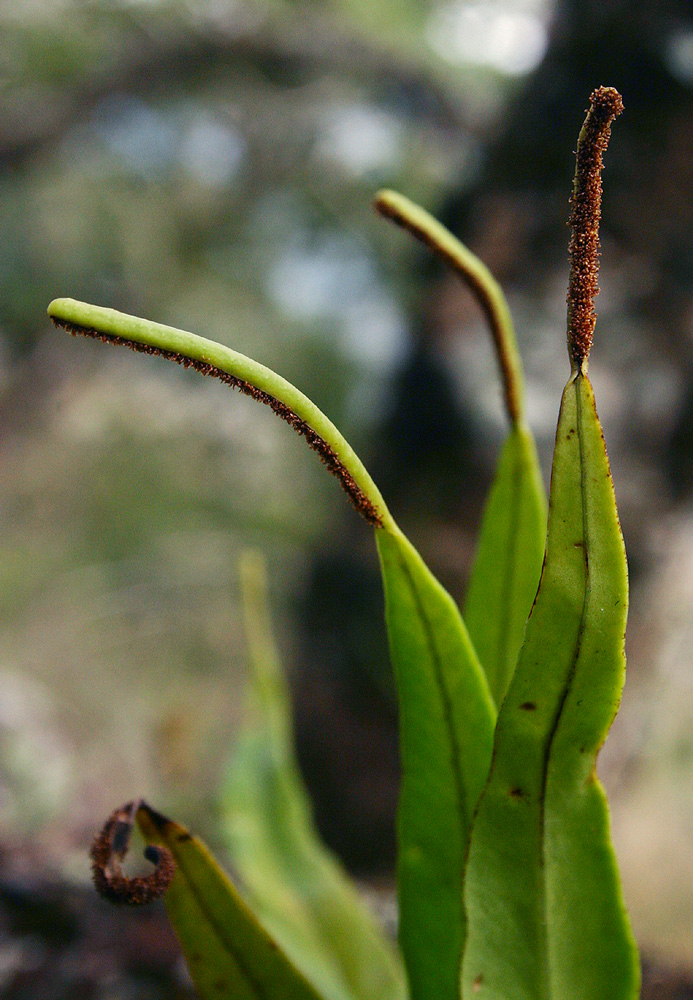 Belvisia spicata Belvisia spicata