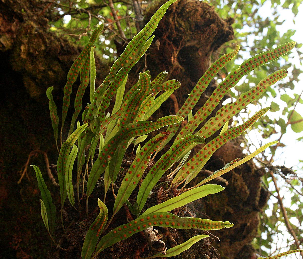 Lepisorus schraderi Lepisorus schraderi