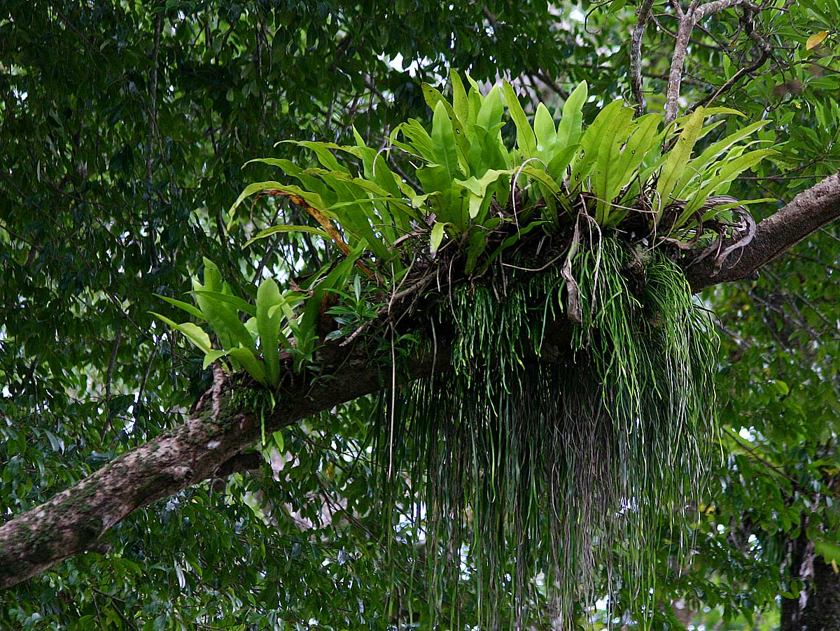 Microsorum punctatum