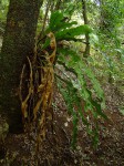 Microsorum punctatum