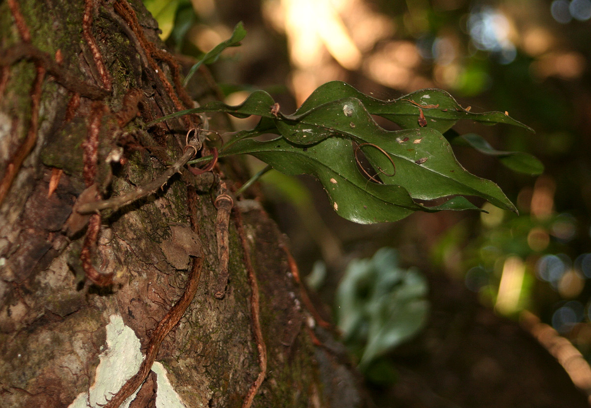 Microgramma mauritiana Microgramma mauritiana