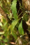 Pleopeltis macrocarpa