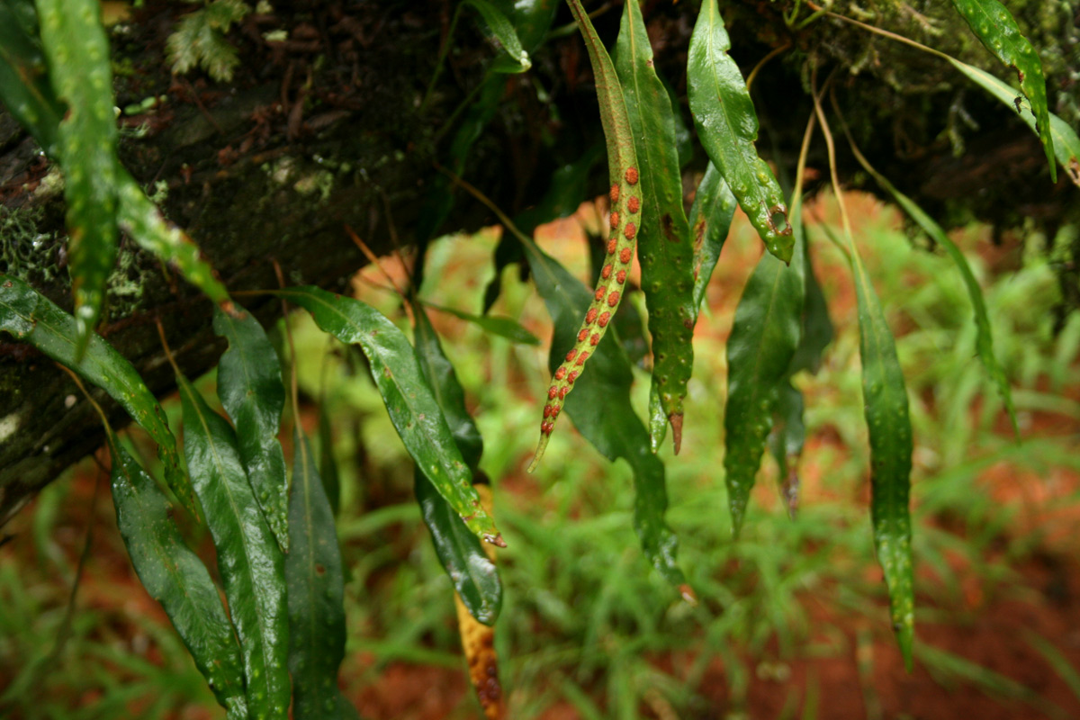 Pleopeltis macrocarpa Pleopeltis macrocarpa
