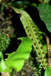 Pleopeltis macrocarpa