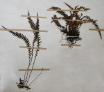 Melpomene flabelliformis