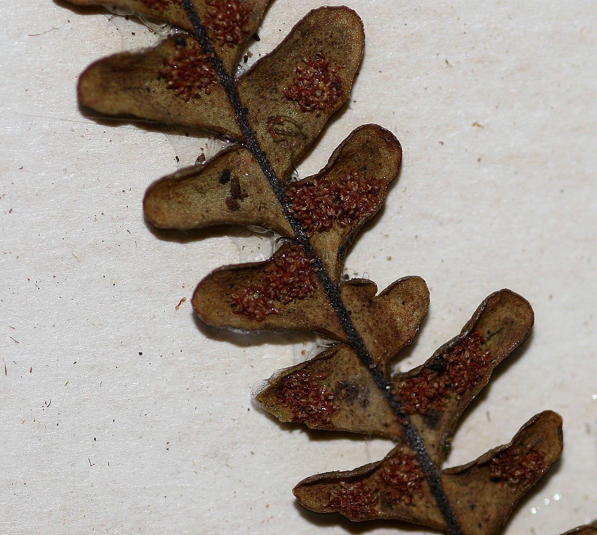 Melpomene flabelliformis Melpomene flabelliformis
