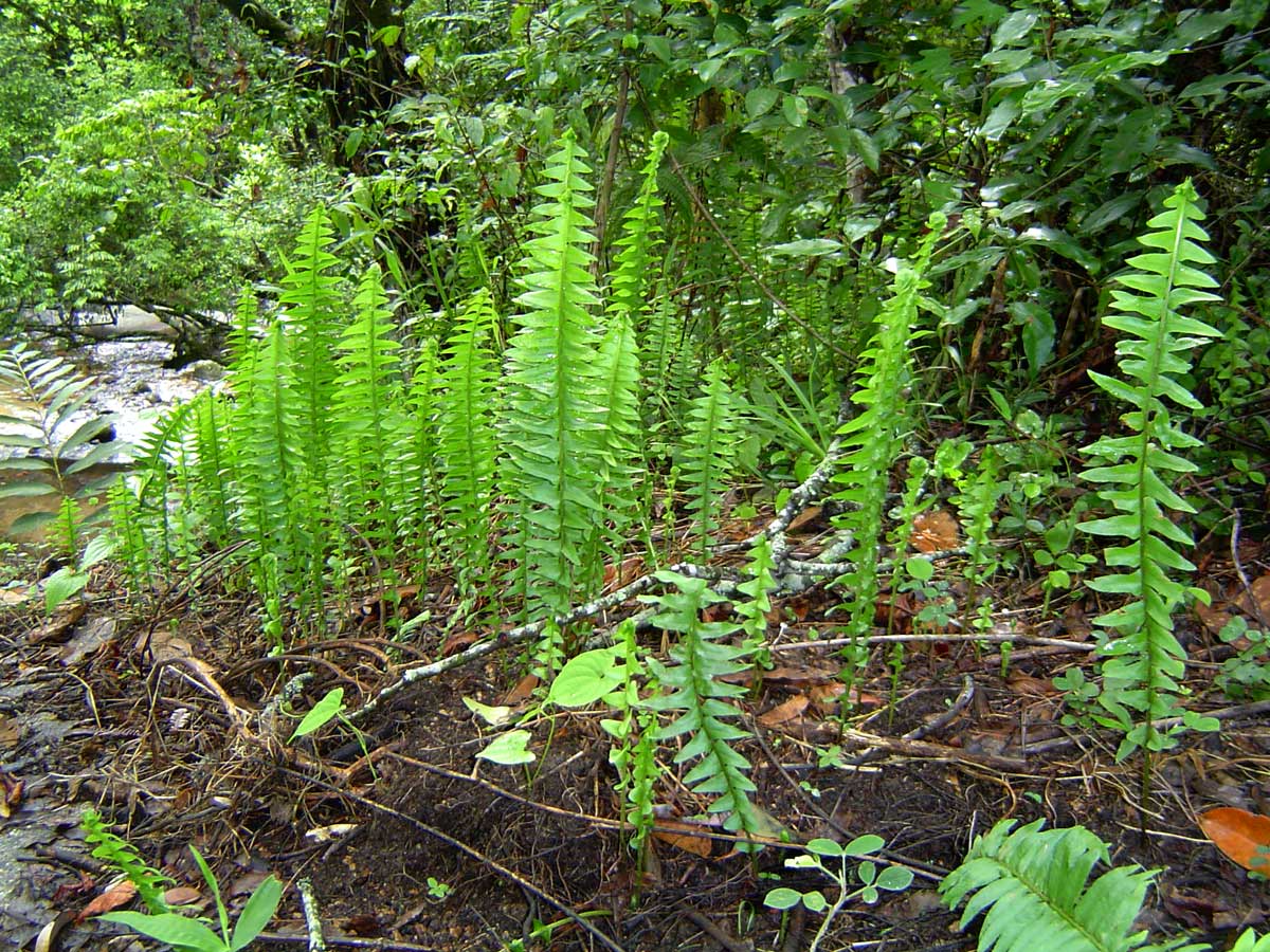 Nephrolepis undulata