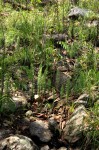 Nephrolepis undulata