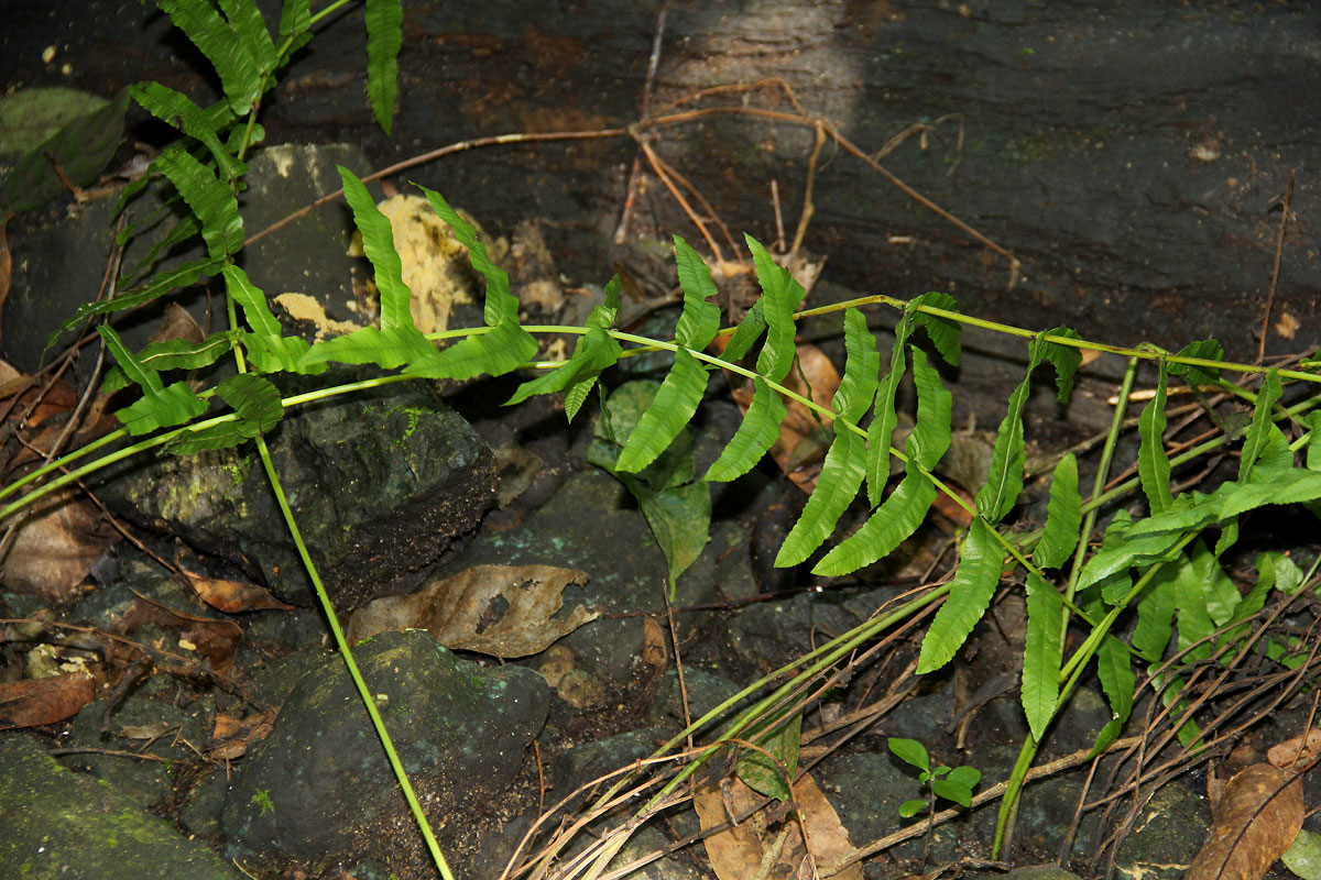 Ampelopteris prolifera Ampelopteris prolifera