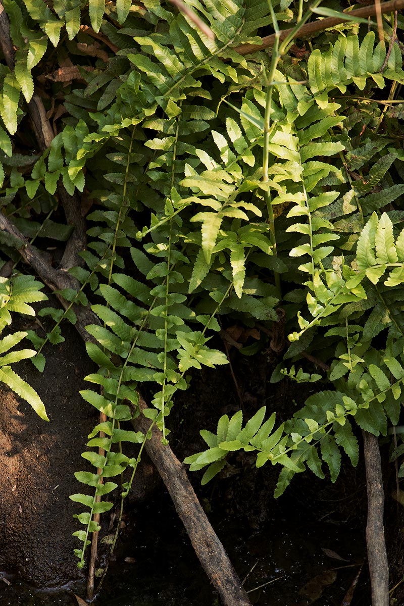Ampelopteris prolifera Ampelopteris prolifera
