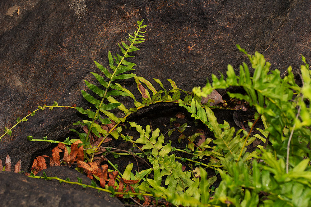 Ampelopteris prolifera Ampelopteris prolifera