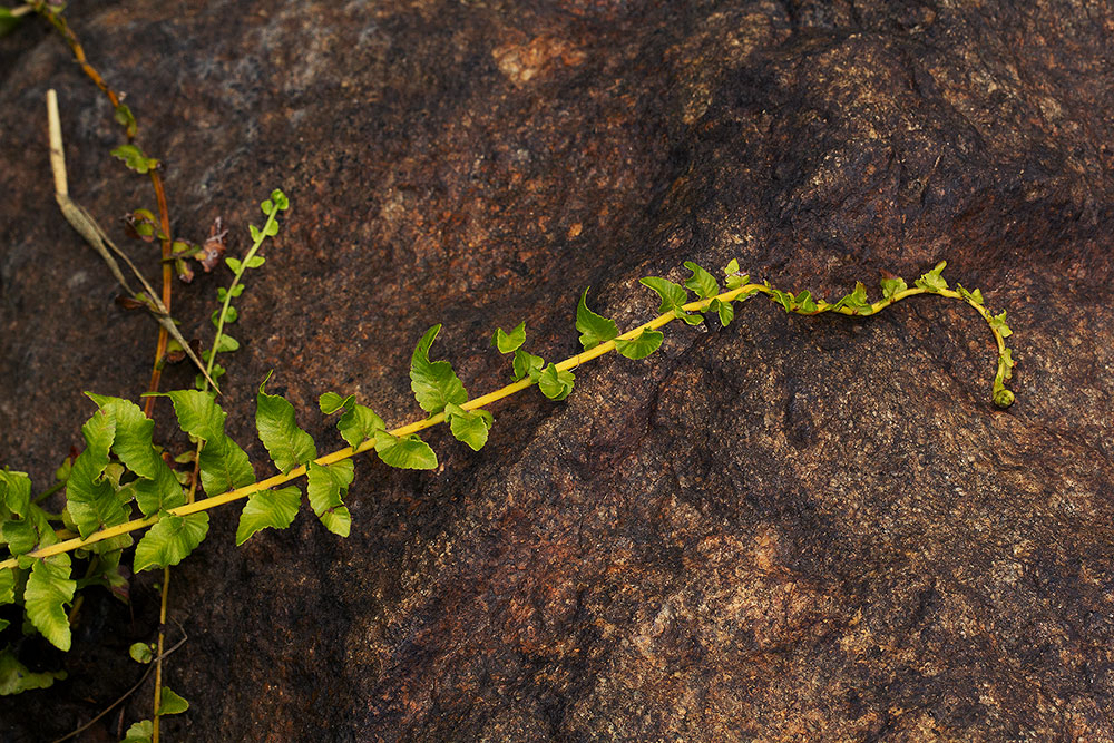 Ampelopteris prolifera Ampelopteris prolifera