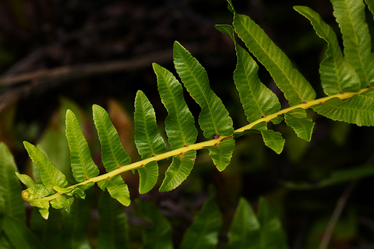 Ampelopteris prolifera Ampelopteris prolifera
