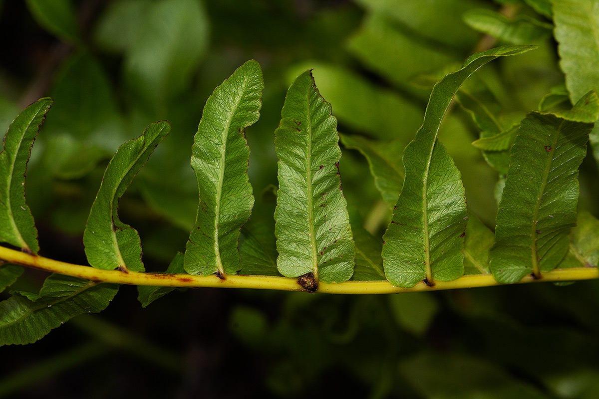 Ampelopteris prolifera Ampelopteris prolifera