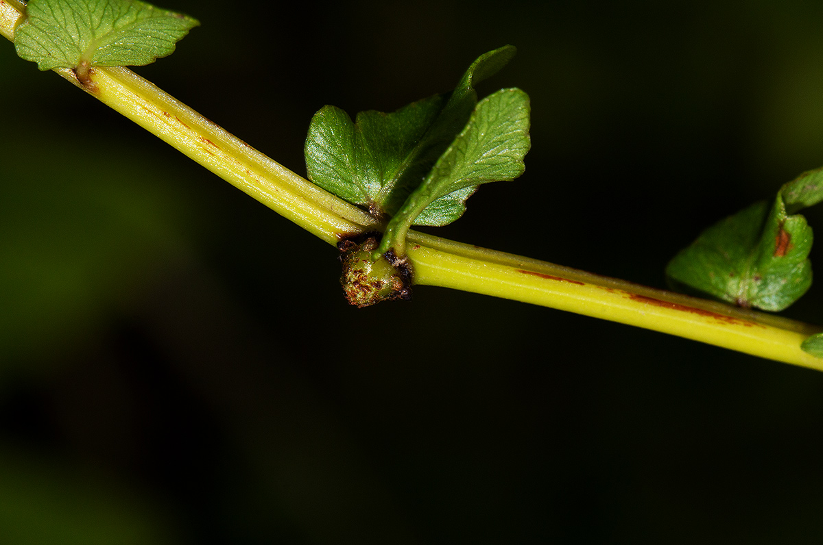 Ampelopteris prolifera Ampelopteris prolifera
