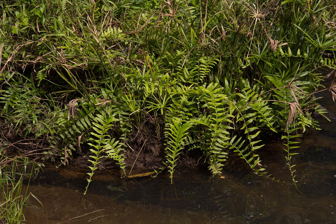 Ampelopteris prolifera Ampelopteris prolifera