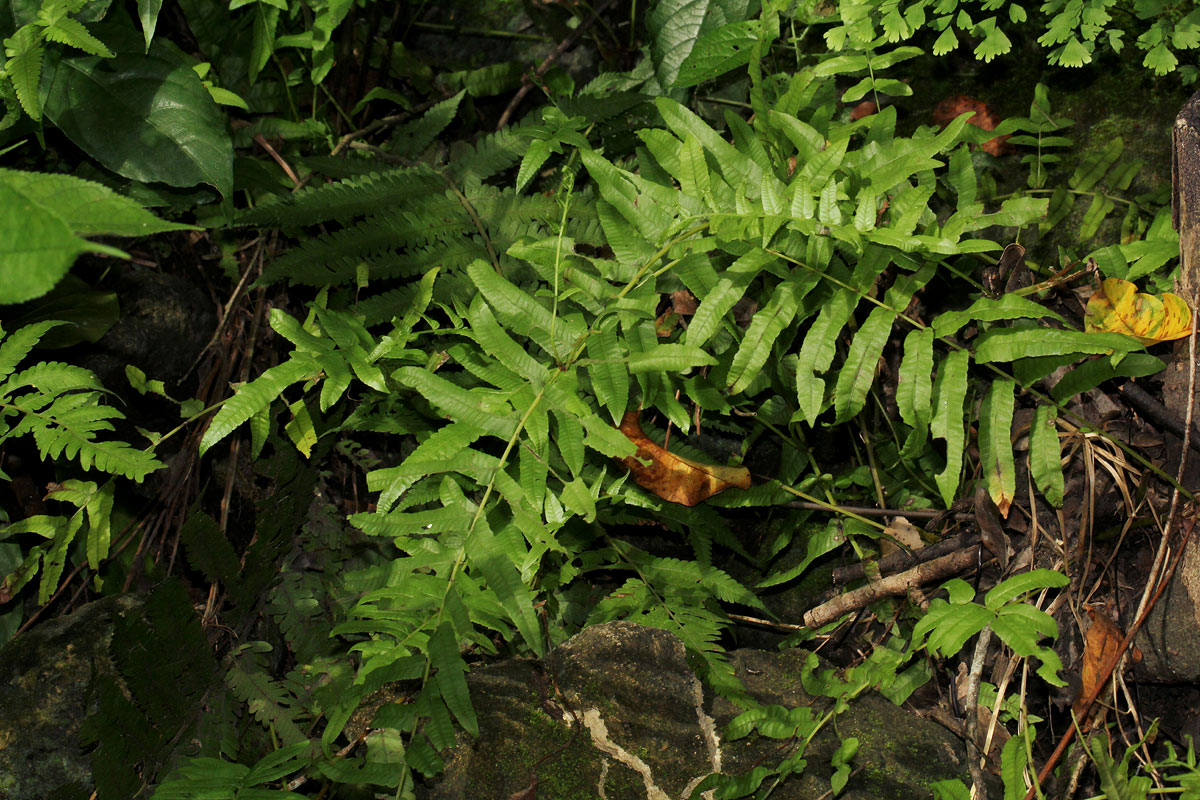 Ampelopteris prolifera Ampelopteris prolifera